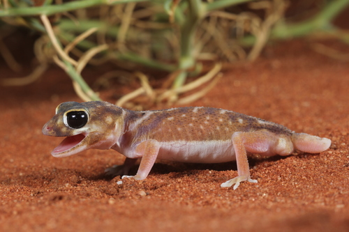 Pernatty Knob-tail, Nephrurus deleani