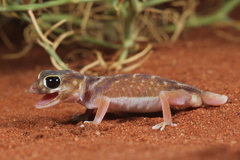 Pernatty Knob-Tail photo 2