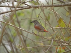 Pytilia phoenicoptera