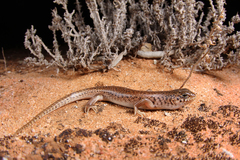 Unadorned Desert-Skink photo 5