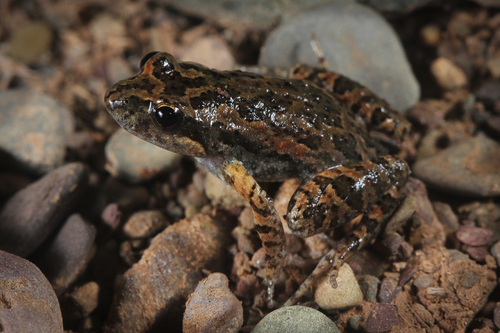 Northern Flinders Ranges Froglet, Crinia flindersensis