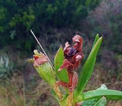 Carpobrotus mellei