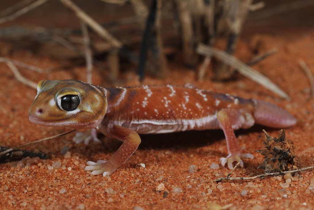 Three-lined Knob-tail