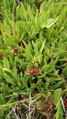 Carpobrotus mellei