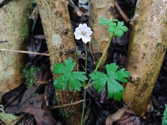 Geranium reptans