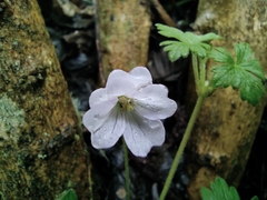 Geranium reptans