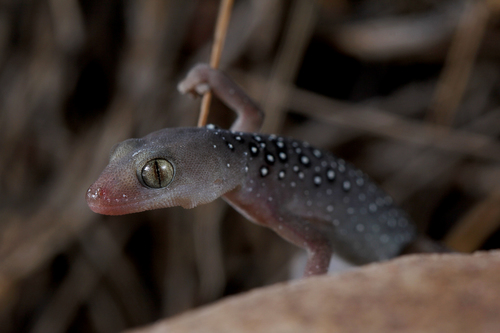 Jewelled Gecko