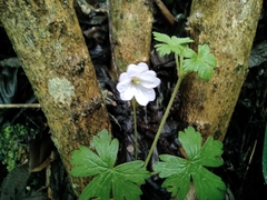 Geranium reptans