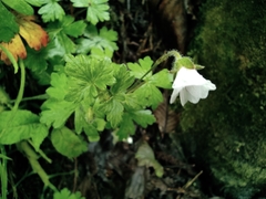 Geranium reptans