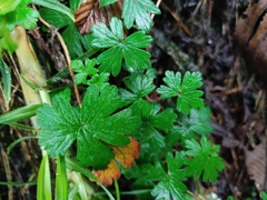 Geranium reptans