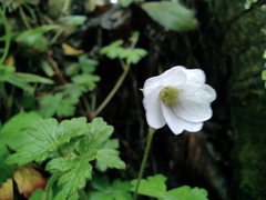 Geranium reptans