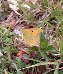 Colias fieldii