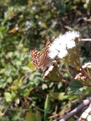 Dodona durga