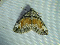 Dysstroma hersiliata