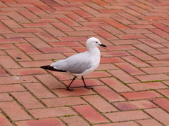 Chroicocephalus novaehollandiae