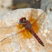 Red Rock Skimmer - Photo (c) Greg Lasley, some rights reserved (CC BY-NC), uploaded by Greg Lasley