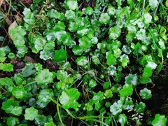 Hydrocotyle humboldtii