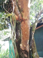 Tillandsia utriculata