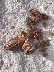 Bassariscus