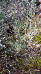 Asparagus mariae