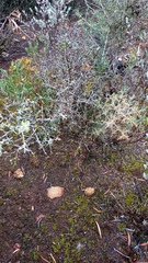 Asparagus mariae