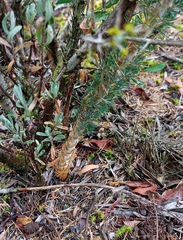 Asparagus mariae
