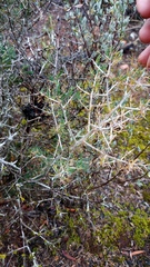 Asparagus mariae