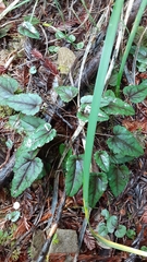 Veronica regina-nivalis