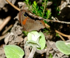 Cassionympha detecta