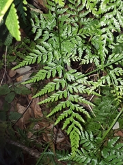 Asplenium adiantum-nigrum