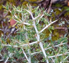 Asparagus mariae
