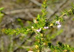 Muraltia ericifolia