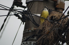 Pitangus sulphuratus