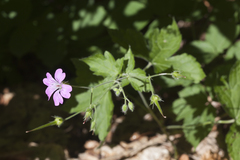 Geranium gracile