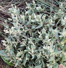 Atriplex mucronata