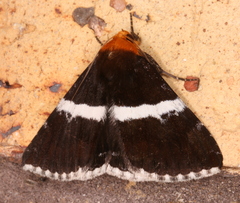 Buzara frontinus