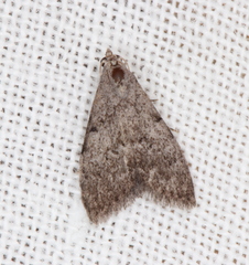 Nola pleurosema