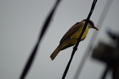 Pitangus sulphuratus