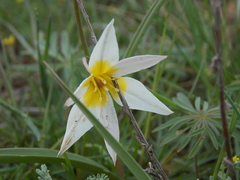 Tulipa biflora