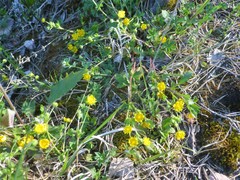 Potentilla crantzii
