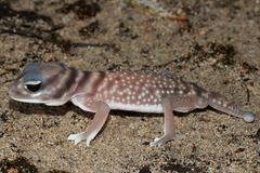 Southern Knob-Tailed Gecko photo 4