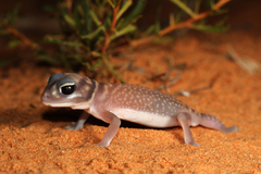 Southern Knob-Tailed Gecko photo 2