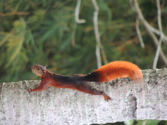 Sciurus granatensis