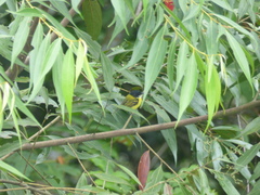 Todirostrum nigriceps