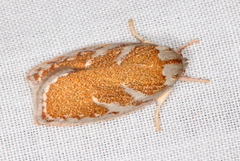 Euchaetis rhizobola
