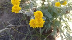 Tanacetum achilleifolium