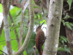 Xiphorhynchus susurrans