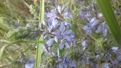 Veronica multifida