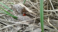Coccinella septempunctata
