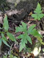 Doryopteris pedata image